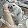 Realistic Seal Reduce Pressure Toys Super Soft Simulation Seal Pinch Toy  Reduce Anxiety