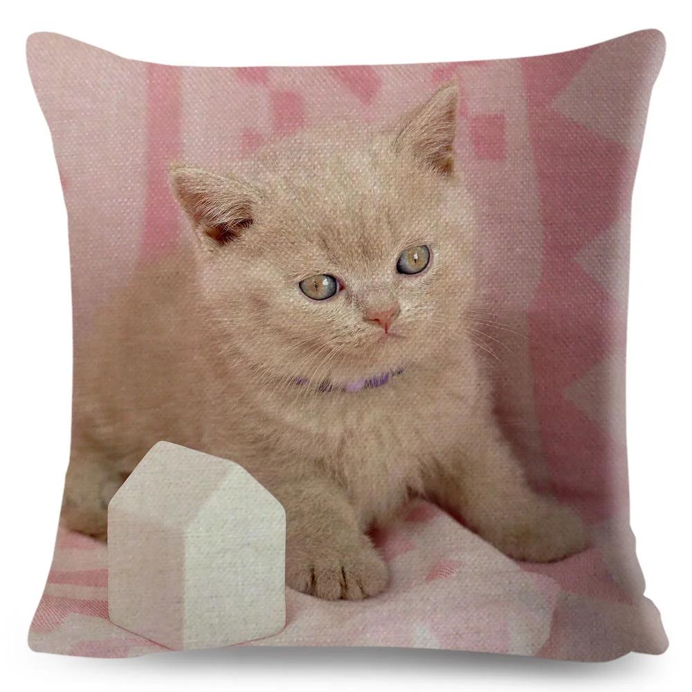 Housse de coussin British Shorthair bleu russe, taie d'oreiller en Polyester, décoration de chat mignon, Animal de compagnie, pour canapé, maison, voiture