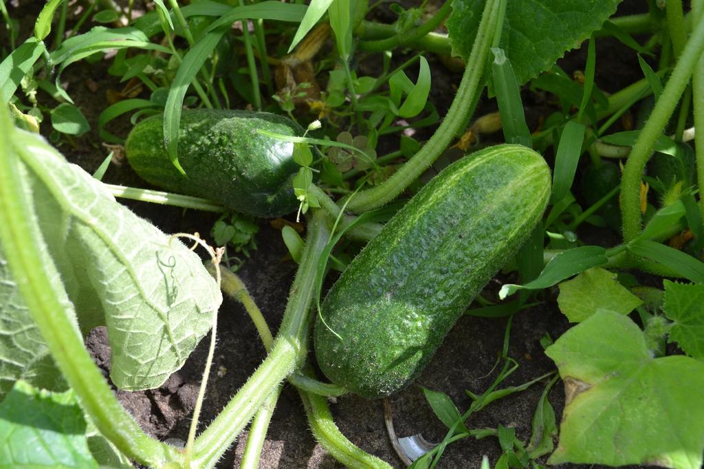 SAFLAX Garden in the Bag - Bio - Okurka - Vorgebirgstraube - 15 semen - Se substrátem v padnoucím sáčku - Cucumis sativus