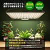 60W LED Grow Light Panel [Improved Heat Dissipation/IP65 Waterproof] Warm White, 256 LEDs, Full Spectrum, UV/IR, Long Life, Quantum Lamp, Indoor Grow