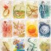 Innocent Secrets Lenormand 9*6cm 36 Pcs Cards Soft and Gentle Coloring Created with Delicate and Flowing Nature of Watercolors