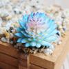 Mini falso Echeveria fiori succulenti famiglia piante artificiali fiori invasatura