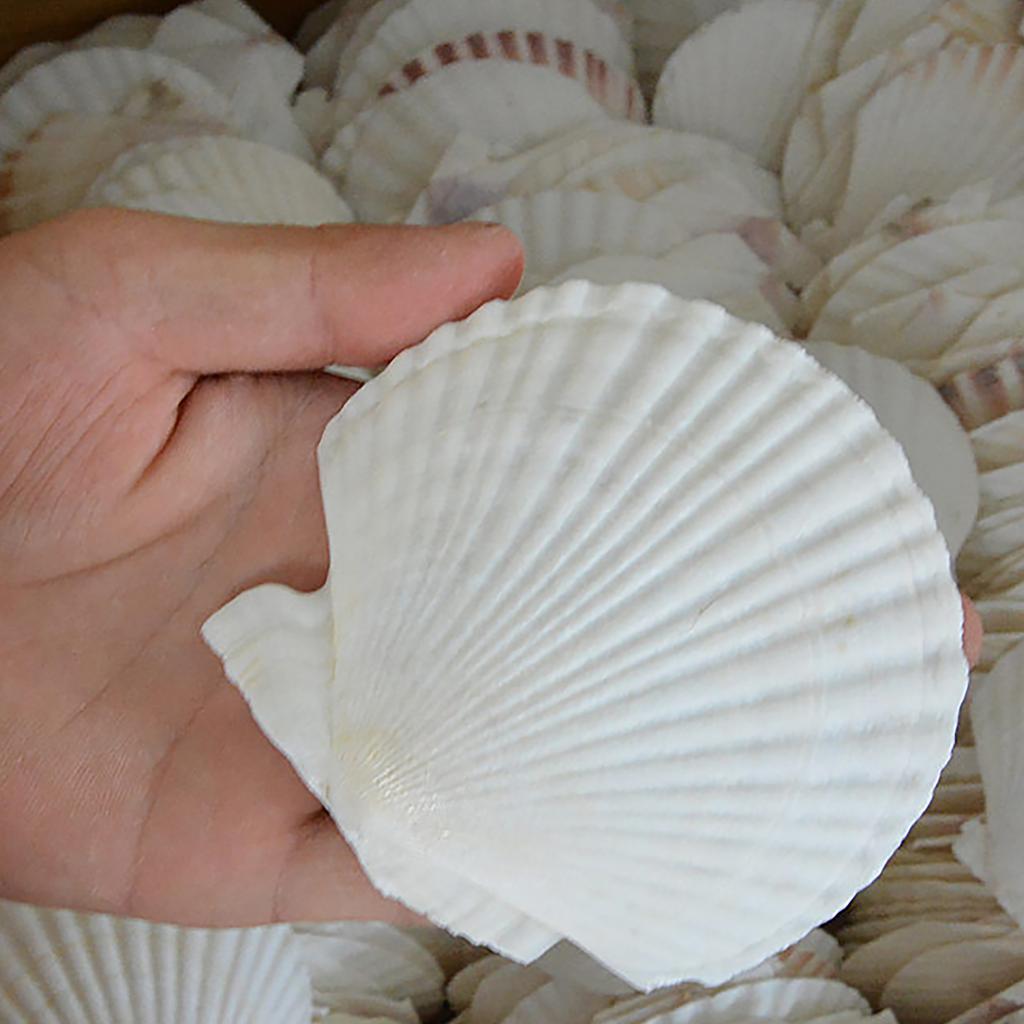 10τεμ DIY Λευκά Κοχύλια Ιδανικά Για Δραστηριότητες Χειροτεχνίας Και Ζωγραφικής Για Παιδιά Και Ενήλικες Διακόσμηση Σπιτιού