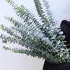10pcs Artificial Eucalyptus Stems Leaf Home Flowers Bouquet Centerpiece Wedding Christmas Decor Fake Eucalyptus Greenery