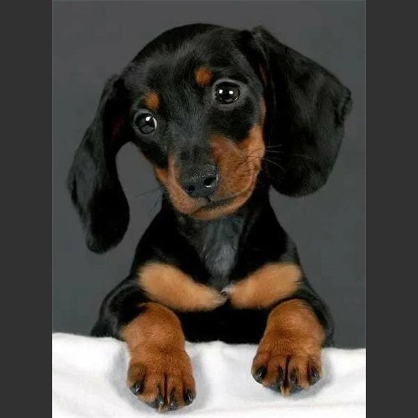 

5D DIY Алмазная картина Милая маленькая черная собака Алмазная вышивка Набор для вышивки крестом Полный горный хрусталь Мозаика Домашний декор Round 20x30cm