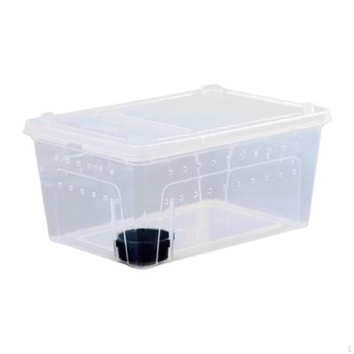 Reptile Breeding Box As A Small Animal Habitat And Container. This Terrarium The