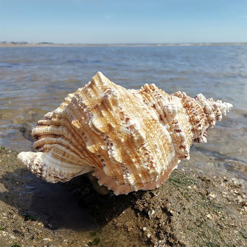 Large Conch Seashell Ornament for Wall Decor, Aquarium Aquascaping, and Sea Sound Collection