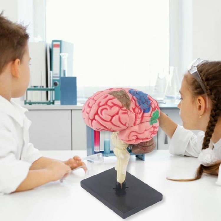 Human Brain Anatomy Model with Detachable Organs Body Part Educational Human Brain Anatomy Model for Kid Teen Aged 7-14
