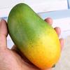 6Pcs Realistic Fruit Mangos Decoration Assorted Realistic Mangos Models for Table Decors and Visual Merchandising
