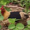 Single Strap Chicken Förkläde Sadel Standard Chicken Jackets Hen Förkläden