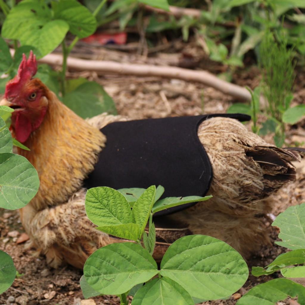 Single Strap Chicken Förkläde Sadel Standard Chicken Jackets Hen Förkläden
