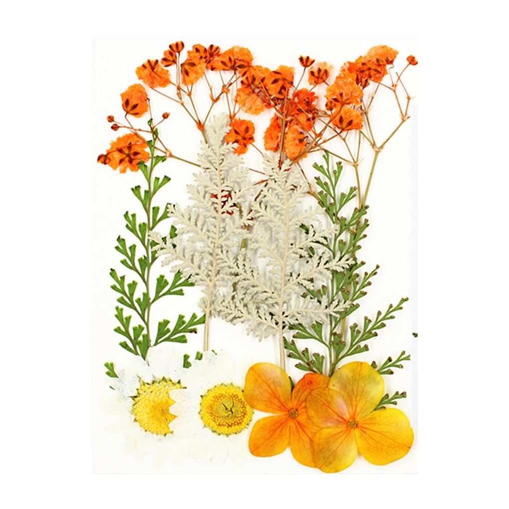 

Набор сухоцветов DIY Инструменты Фотография Настоящие Цветы Наклейка Ручная работа Наполнитель Прессованный Образец Этикетка для Поделок Ожерелье