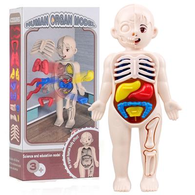 Netoxická sada 13 ks Montessori hračky Vzdělávání dětí v oblasti vědy Model anatomie orgánů lidského těla DIY sestavitelná lékařské hračky Učební pomůcky