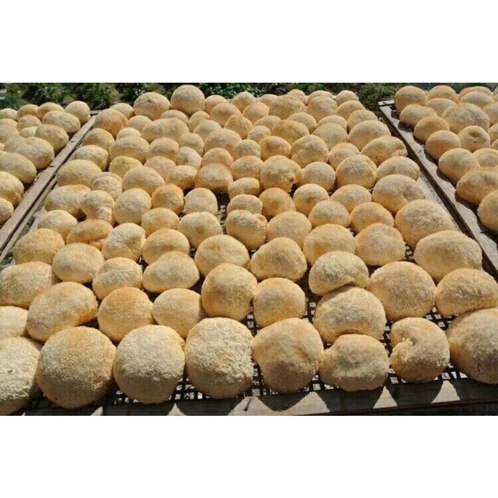 Premium Dried Lion's Mane Mushroom Hericium Erinsceus 250g