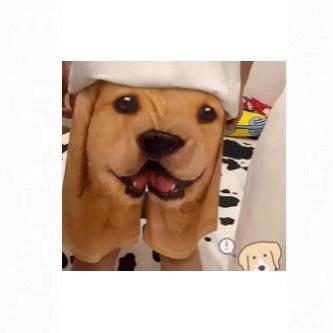 Fashion shorts for dogs and pets, 3D prints for men, beautiful summer shorts, pajamas for animals