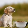 600ML Pet Bowl Convenient Foldable Silicone Dog Bowls Portable Easy To Clean Cat Dog Food Bowl Pet Supply