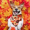Xuniea 12 Pieces Fall Dog Bandanas Thanksgiving Day Bandanas for Dogs Maple Leaf Pumpkin Patterned Autumn Pet Triangle Kerchief Scarf Bibs for Small