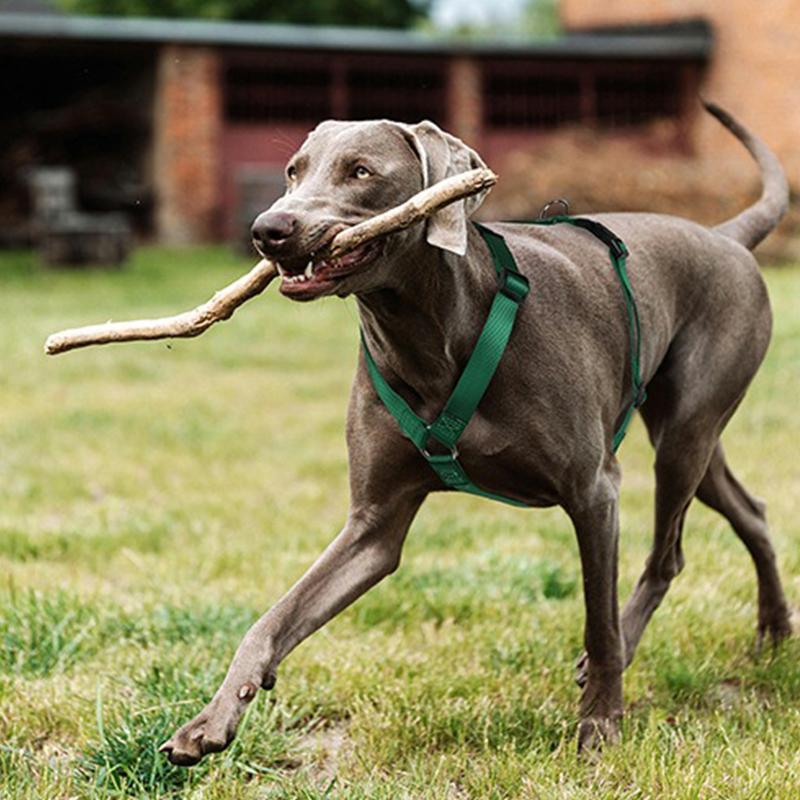 Ham Husky în formă de H pentru câine de companie, rezistent la explozii, cu curea moale pentru piept, tracțiune pentru câini de talie medie și mare, nailon durabil, accesorii pentru lesă de companie