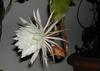 SAFLAX Queen of the Night - 40 Seeds - Selenicerus Grandiflorus