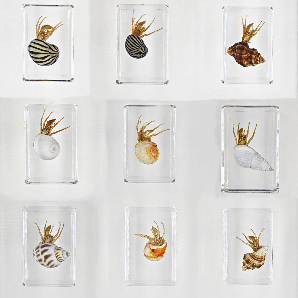 Okazy Owadów: Prawdziwy Pająk, Skorpion, Osa Błotna w Przezroczystej Żywicy do Nauczania i Dekoracji
