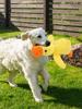 Hundespielzeug Plüschbegleiter Schlafducke Bissfest Zähneknirschen Geräuschlinderung Enten-Geräuschspielzeug Hund Haustier Entspannungswerkzeug