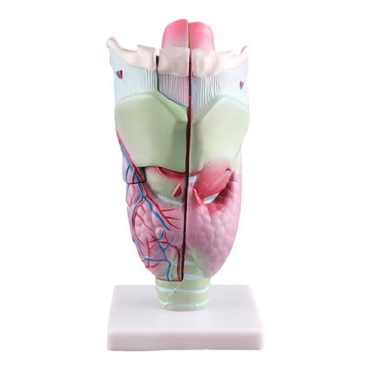 Human Larynx Anatomy ModelTeaching Aid Human Larynx Model Teaching Aid for Science Classroom 1