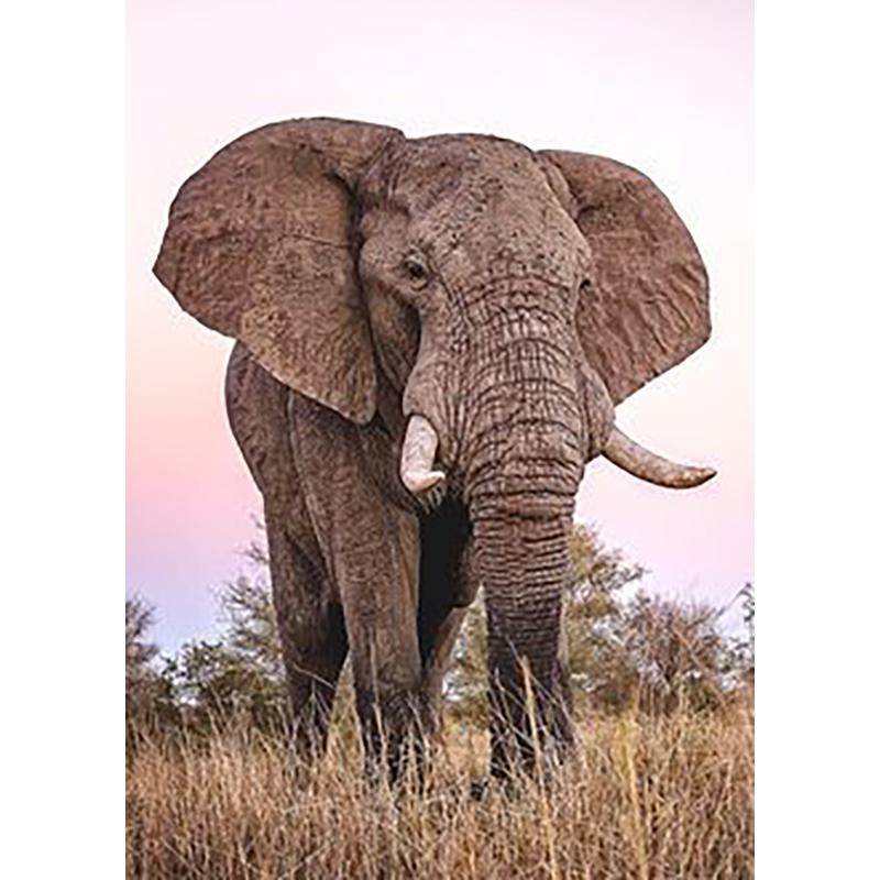 Elephant DIY 5D Diamond Painting Full Round Drill Animal Diamond Rhinestones Christmas Gift Mosaic Wall Art Home Decor