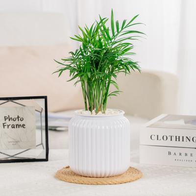 Self Watering Flower Pots Round Hydroponics Plant Pot Vase Self-absorbent Water Planter Home Bonsai Indoor Modern Tabletop Decor