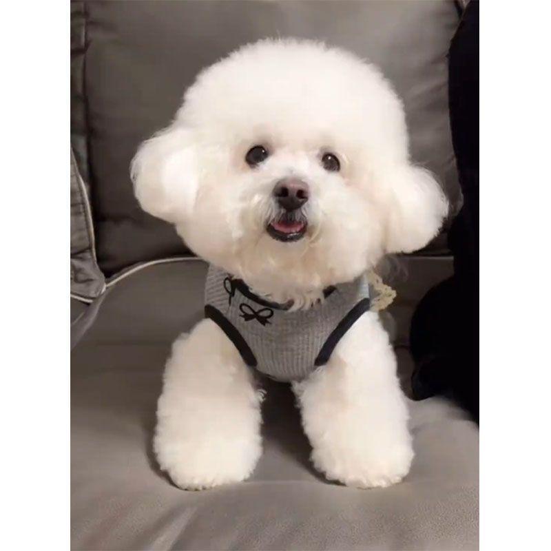 Dog clothes summer new anti-hair loss waffle splicing lace edge vest teddy bear small dog clothing