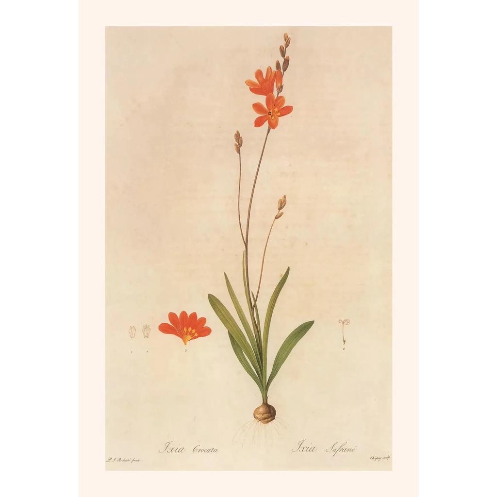 Pósters y Grabados Botánicos Vintage Color Melocotón Lirio de Barbados Crinum Pintura sobre Lienzo Arte de Pared Imagen para Decoración de Habitación Oficina