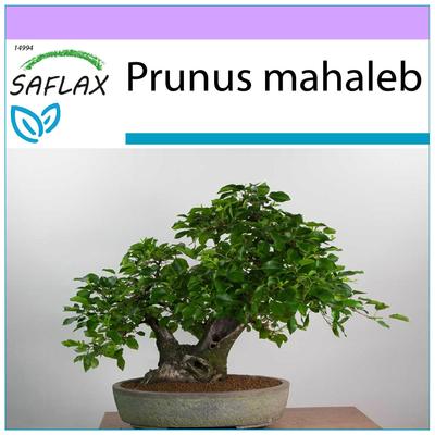 Bonsai - Mahaleb-Kirsche - 30 Samen - Prunus mahaleb