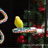 Parrot Climbing Rope Perch and Nail Grinding Stick for Cockatiels and Budgies - Bird Cage Toy Accessory