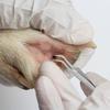 3Pcs/set Pet Flea Remover Set Pet Cat Dog Tick Twist Hook Pet Mites Flea Extractor Pet Mite Tweezers Comb Supplies