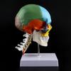 1PC Human Anatomy Skeleton Anatomical Model with Colored Bones Cervical Vertebra Sculpture Medical Supplies.