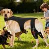 Dog Knee Braces for Back Leg Adjustable Knee Sleeve with 4 Metal Stabilizers Rear Leg Support for Hiking Exercise Outdoor