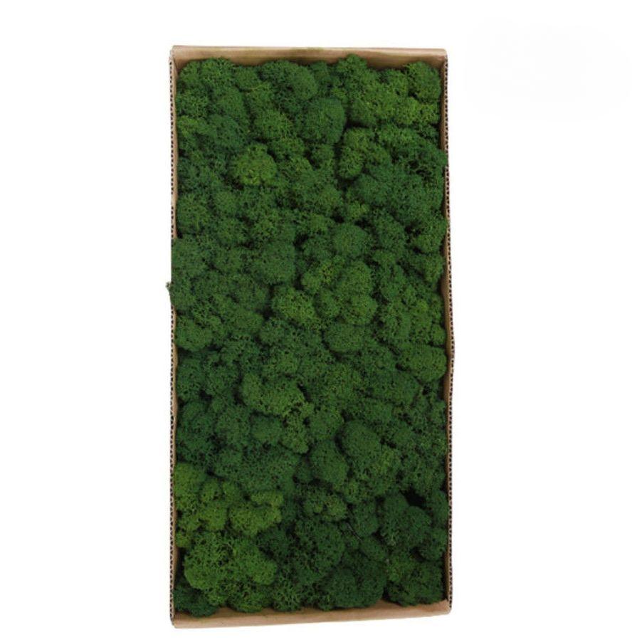 

Вечный мох, искусственный мох, растение, настенный пейзаж, домашний декоративный мох, разноцветный материал ручной работы, сушеный цветок 100g армия зеленый