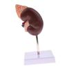 Kidney Model Anatomy Normal Human Anatomical Teaching Doctors Office Educational Tool