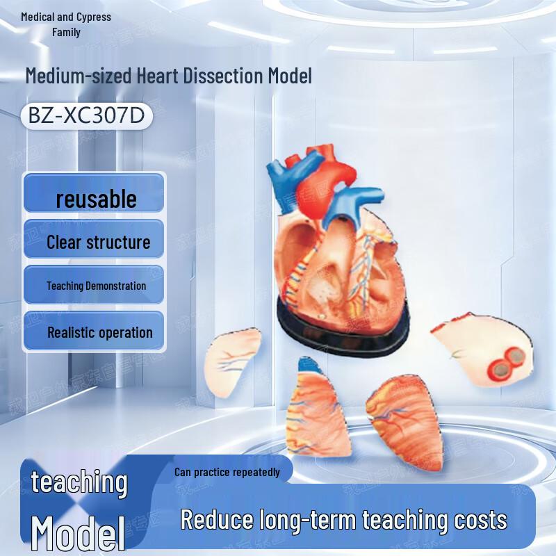 Yibaike Medium Heart Anatomy Training Simulation Model