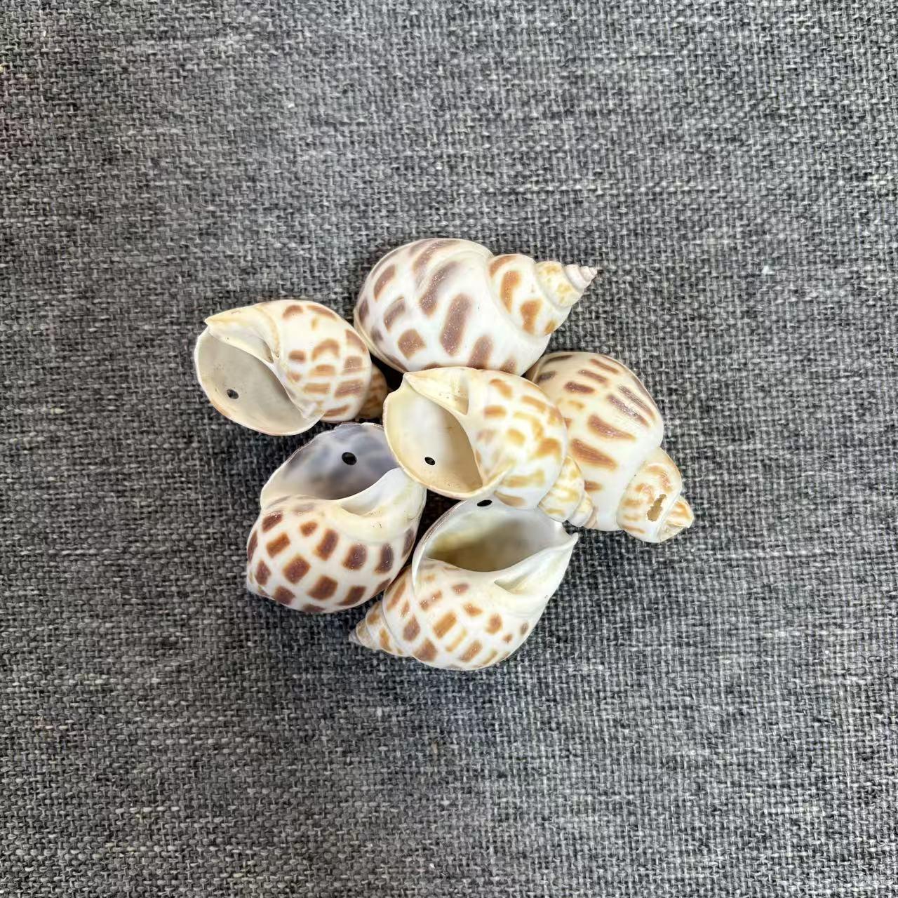 

Handmade Natural Conch Shells for DIY Wind Chimes, Headwear, Necklaces, and Wall Handicrafts Activities