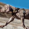 TRUELOVE Haustiergeschirr Weste Brustgeschirr für Haustier Hund Katze Outdoor Laufen Klettern