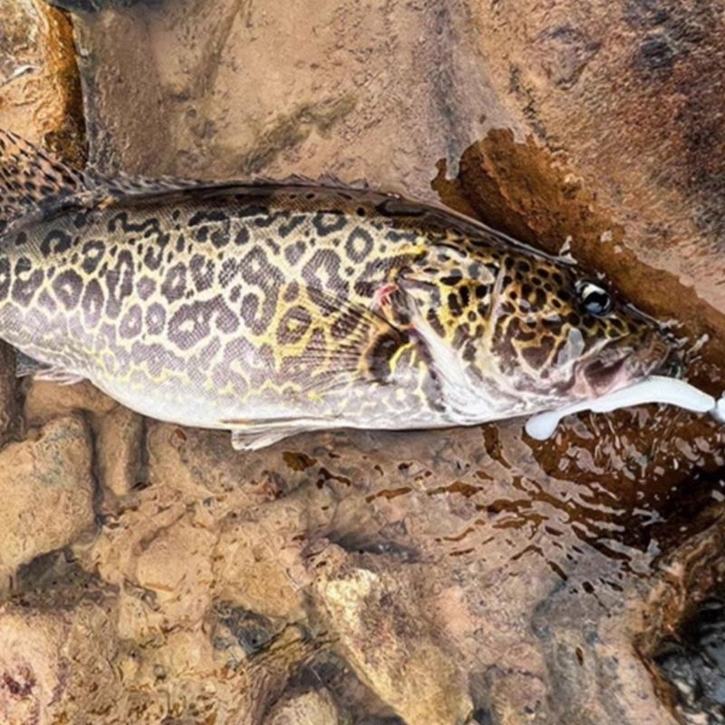 10Pcs Paddle Tail Swimbaits Competitive T Tail Soft Baits Soft Fishing Lures Artificial Wobbler Baits Enduring