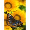 DIY Butterfly 5D Diamond Painting Full Round Drill Cross Ctitch Kits Animal Diamond Embroidery Mosaic Gift Wall Art Home Decor