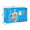 Kids' Educational Human Anatomy Model: Assembled Skeleton & Organ Teaching Aids.