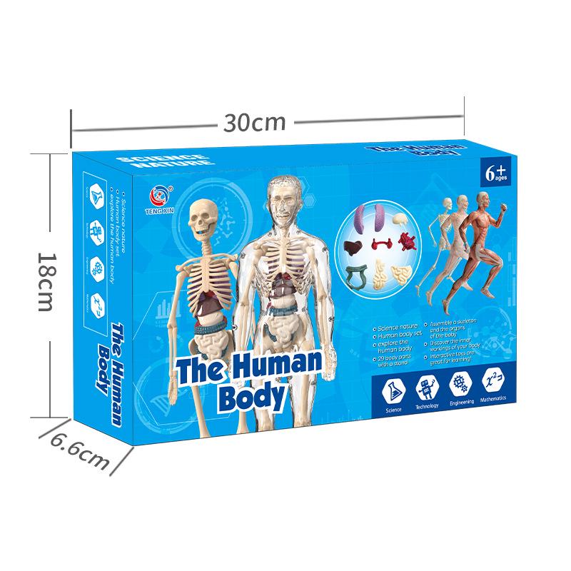 Kids' Educational Human Anatomy Model: Assembled Skeleton & Organ Teaching Aids.