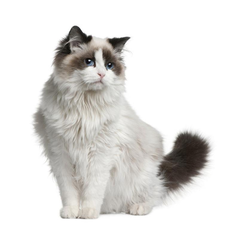 Tri koshki RC035 Anime Dog Ragdoll Sticker Waterproof PVC Decoration Door Living Room Kids Room