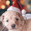 Festive Pet Accessories Cat Dog Christmas Costume Festive Pet Christmas Hat Scarf Set for Dogs Cats Fluffy Winter for Holiday