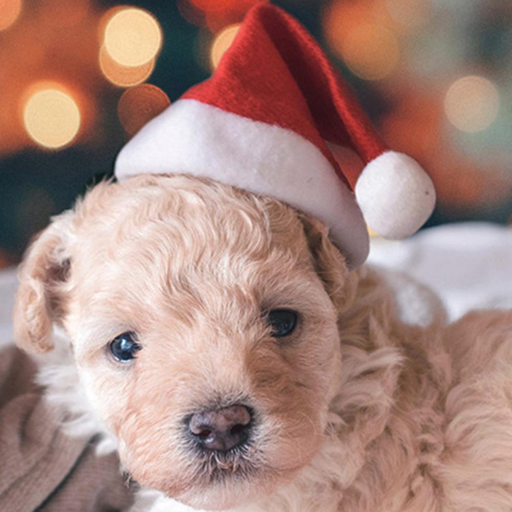 Festive Pet Accessories Cat Dog Christmas Costume Festive Pet Christmas Hat Scarf Set for Dogs Cats Fluffy Winter for Holiday