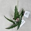 Alocasia Simulated Plant Odora Mall Hotel Courtyard Green Decoration Plant
