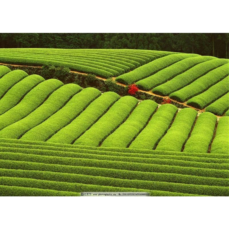 100 g ceai Pu-erh copt Ceai Puerh negru premium Mini ceai vechi chinezesc Yunnan Tuocha