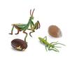Realistic Kids Toys Praying Mantis Toy Cycle Mantis Figurine Life Cycle Figures Snail Growth Cycle